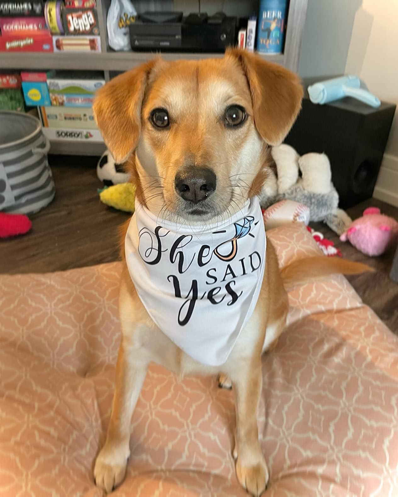 Yangmics Direct: bandana para perro con vestuario de novio, ideal para ceremonias