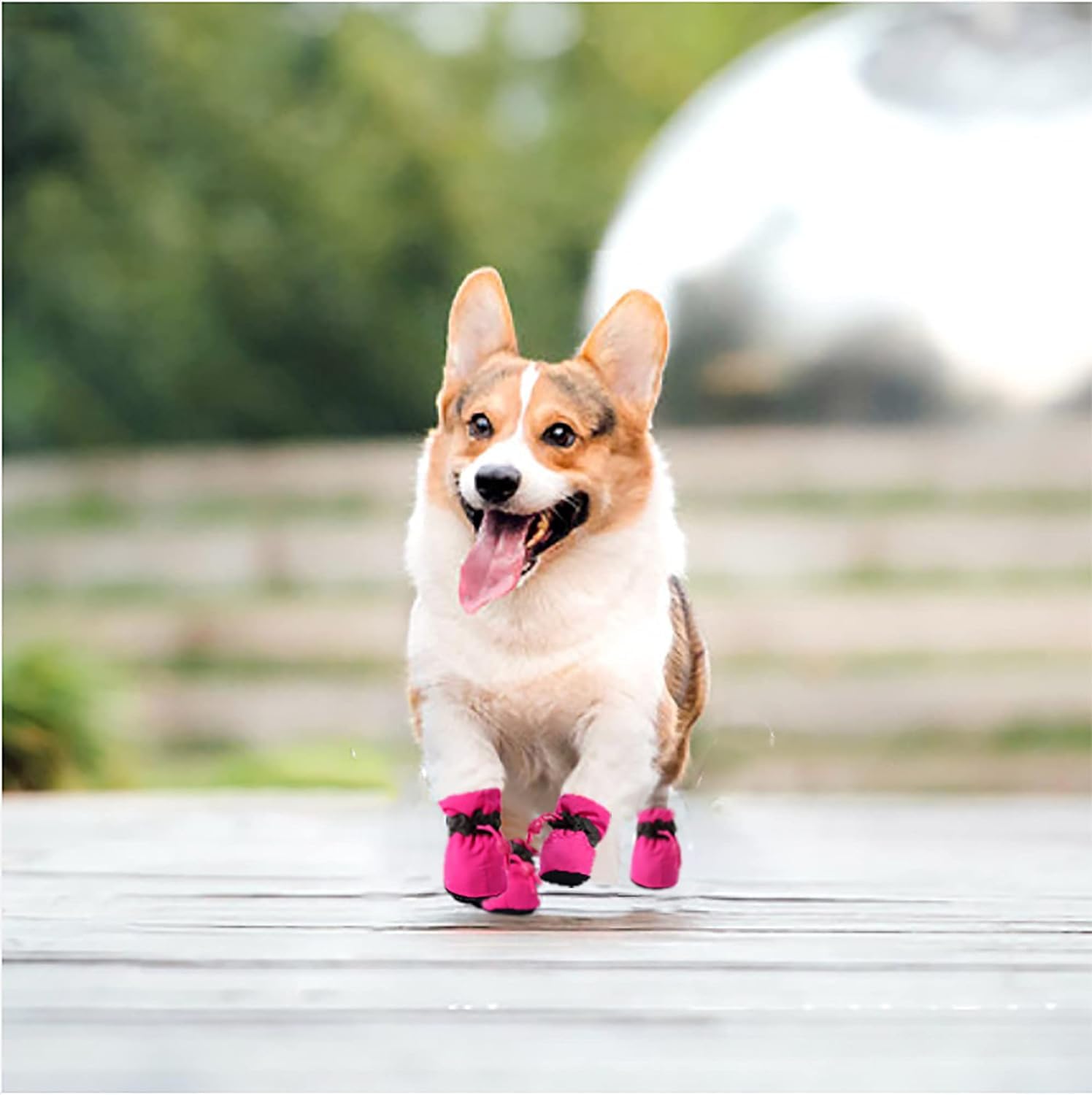 YAODHAOD Zapatos para perros pequeños, interior forrado suave para confort diario.