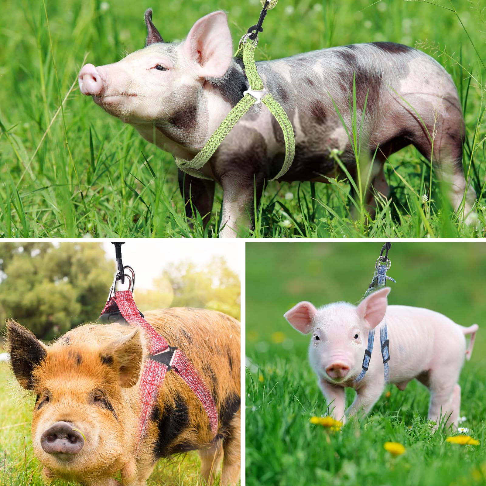 YeeBeny uso al aire libre: caminar y entrenar con cerdo en exterior.