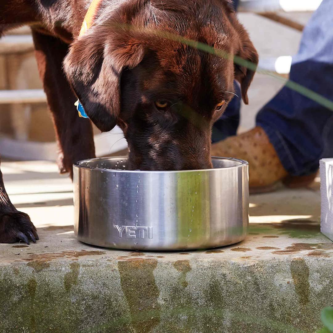Perro disfrutando de comida y agua en casa con YETI Boomer 4.