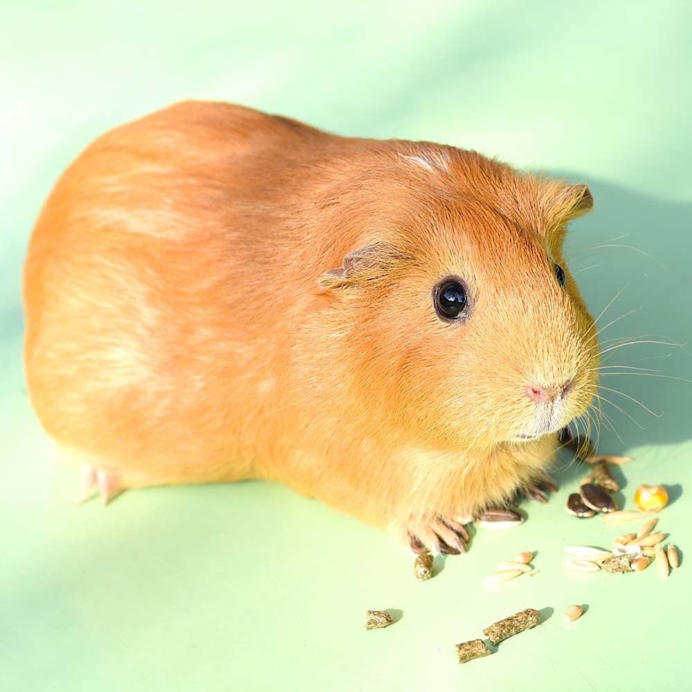 YFCACT servir en plato, porciones listas para compartir con tu mascota