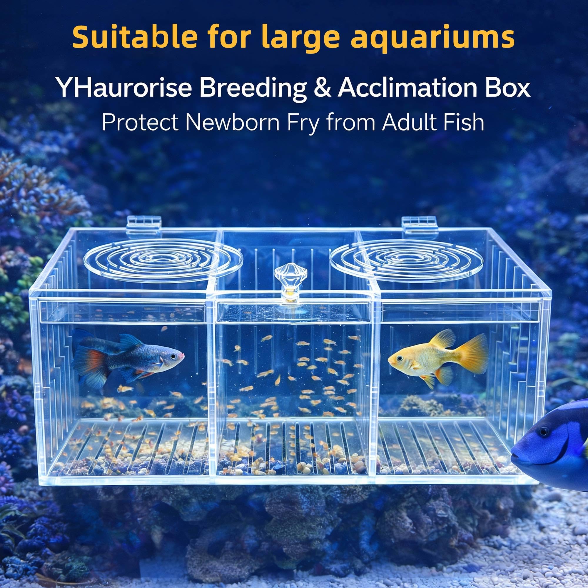 Diseño seguro de YHaurorise para acuario que protege a peces y cría.