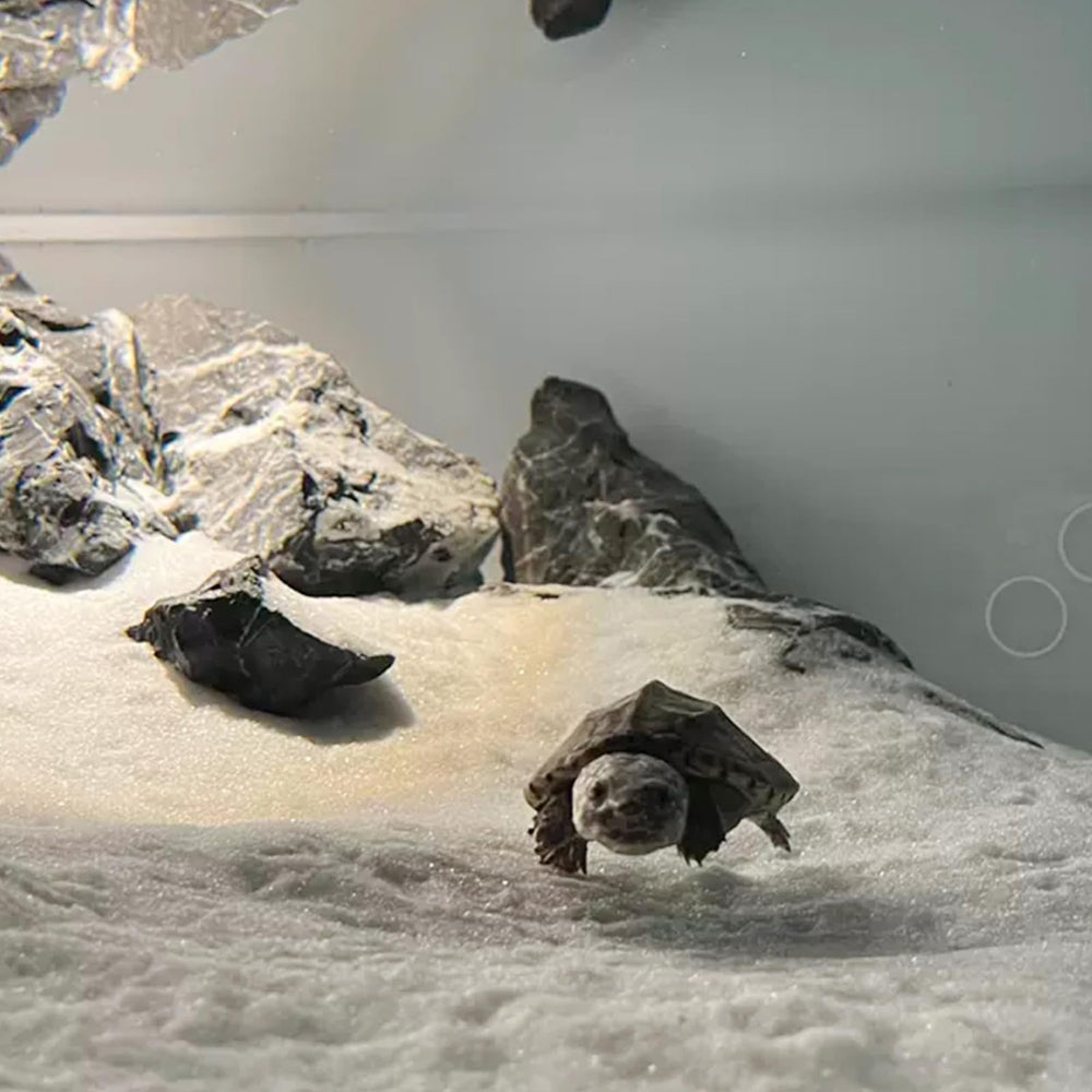YISZM arena para acuario instalacion-lista, listo para usar.