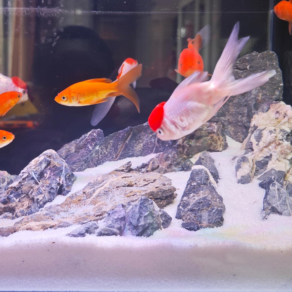 YISZM arena para acuario tanque-con-plantas, crea sustrato estable.
