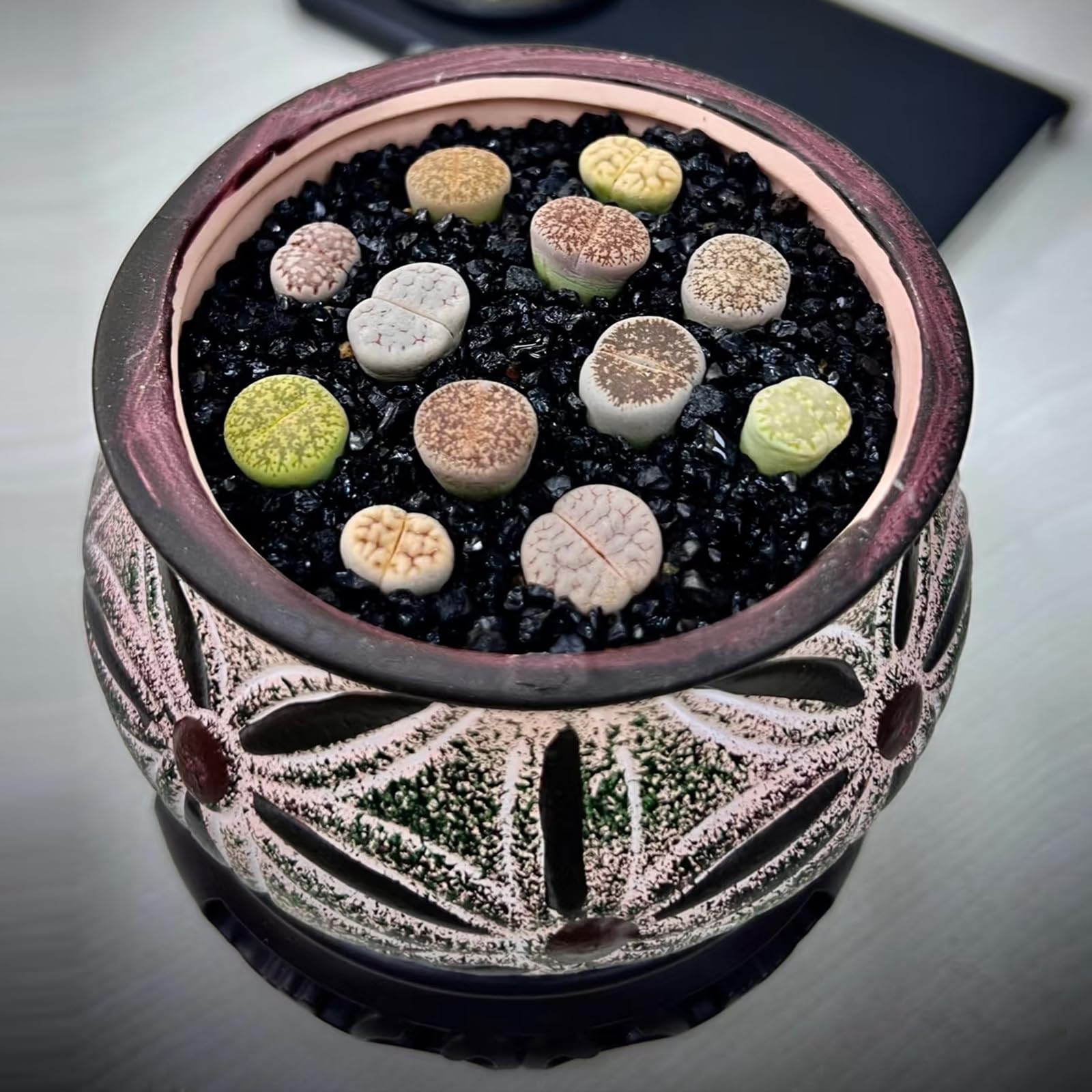 YISZM plantas acuáticas junto a arena negra para ecosistema visual atractivo