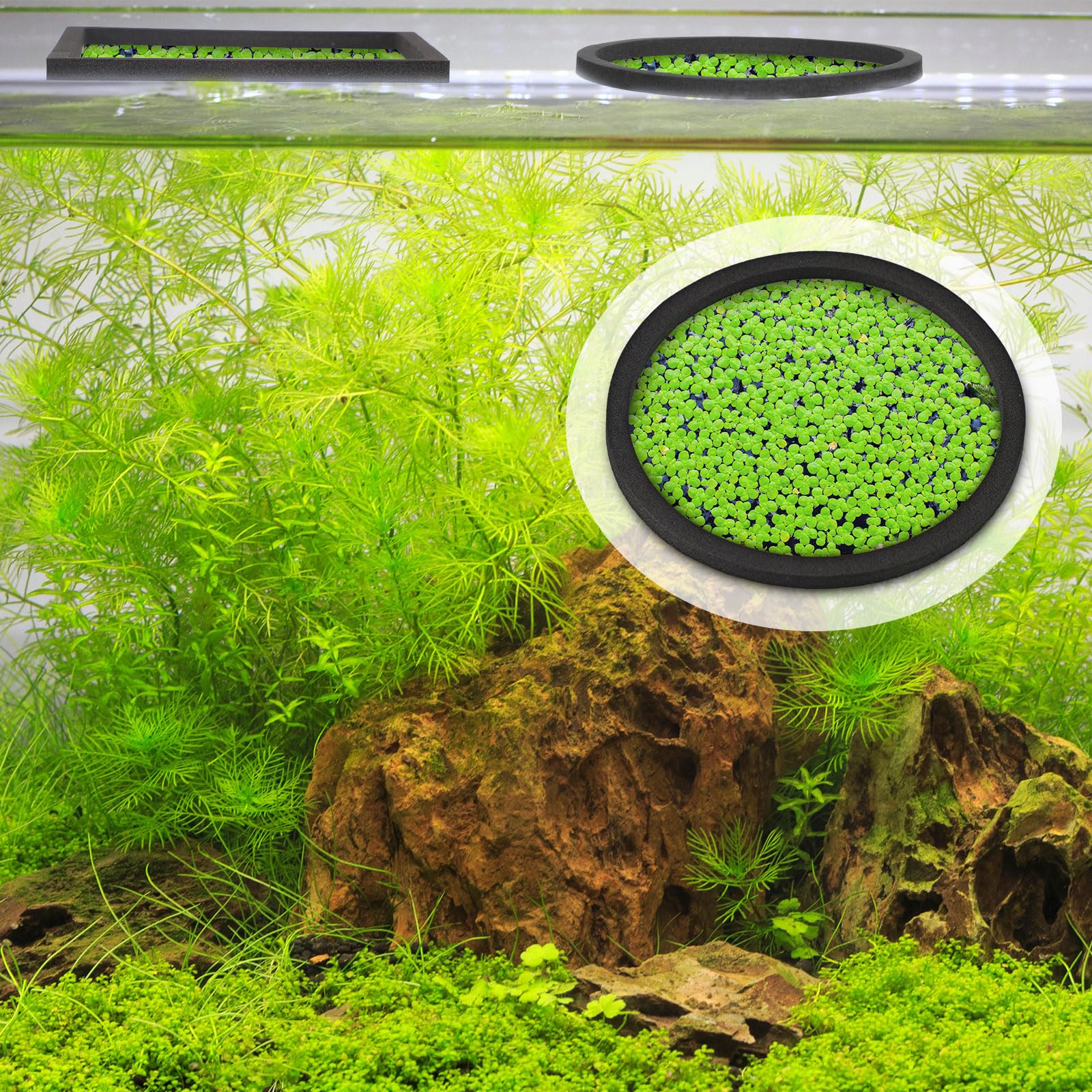 Yiyiring anillo flotante cuadrado de 20 cm para manejo de plantas