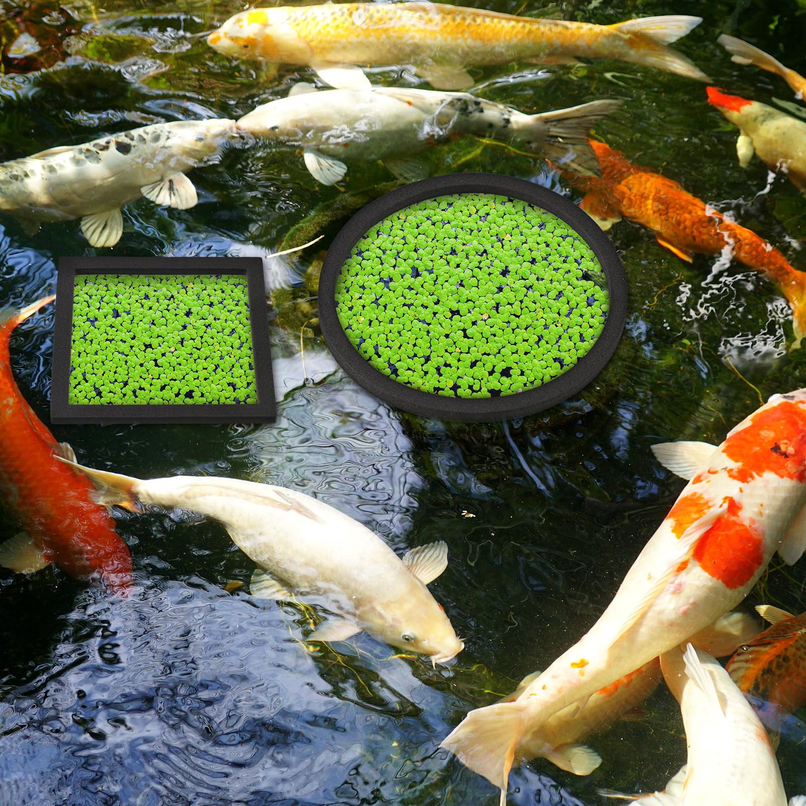 Yiyiring anillo flotante redondo de 11 cm para plantas, área fija