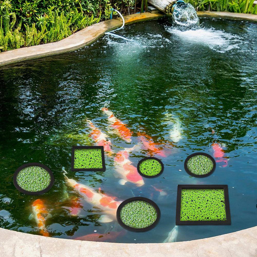 Yiyiring anillo flotante redondo de 8 cm para plantas pequeñas