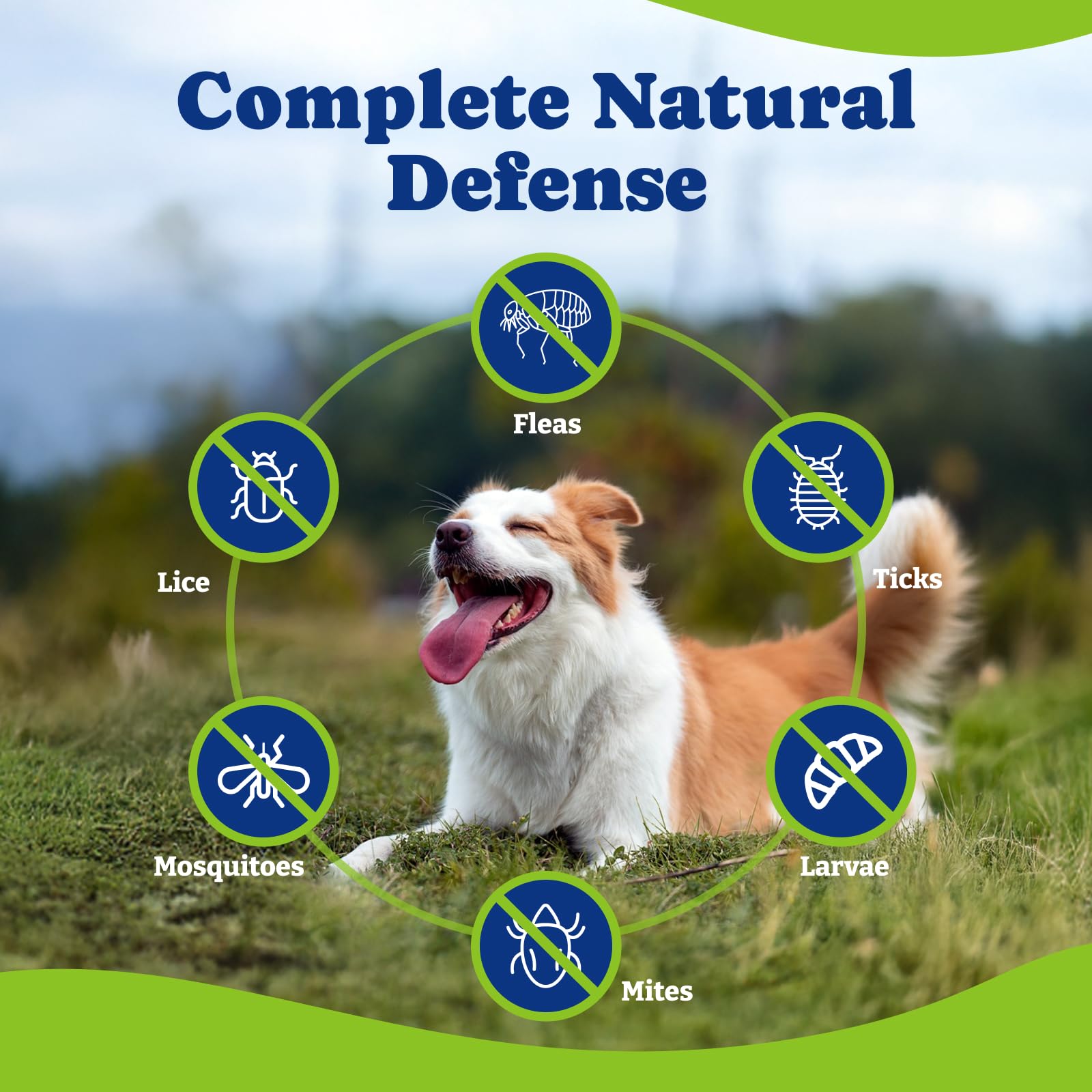 YoYoBay dosis-diaria-todas-las-razas: apto para todas las tallas de perros.
