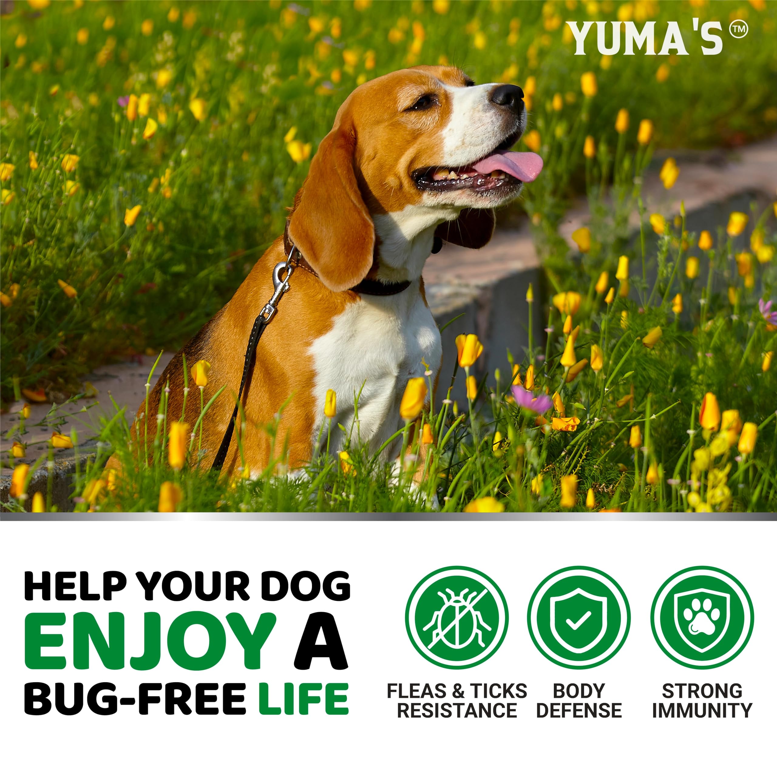 YUMA'S masticables para perro que disfruta, administración sin estrés