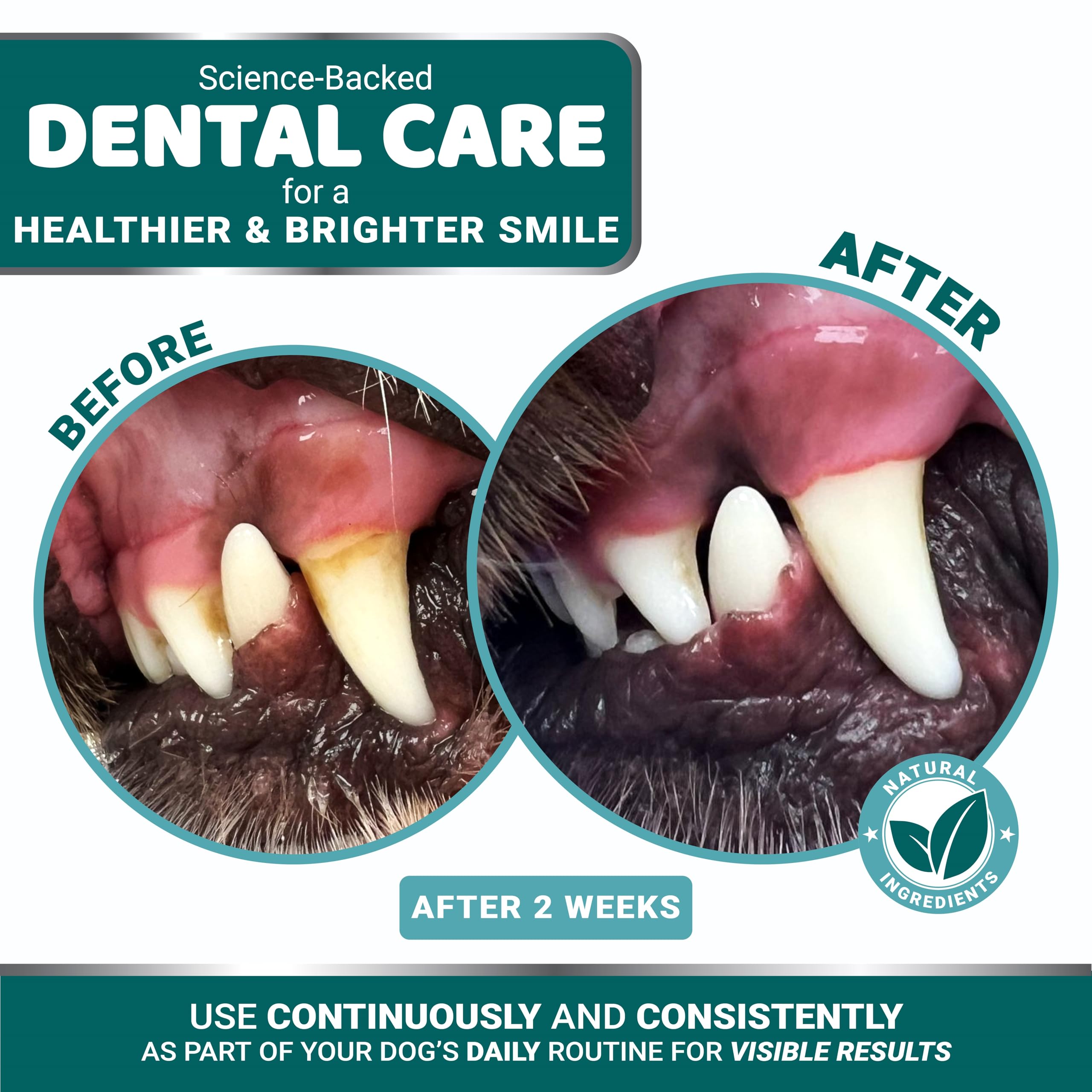 YUMA'S Polvo dental para perros, enfoque en dientes y placa dental