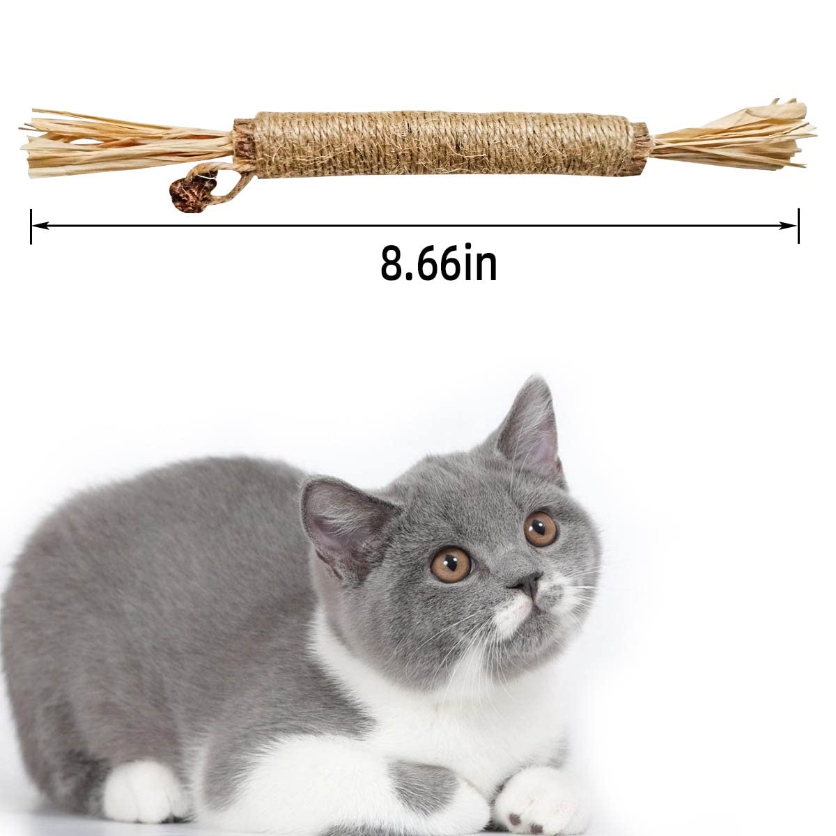 Fruto del gall en palitos Silvervine, atractivo natural para gatos.