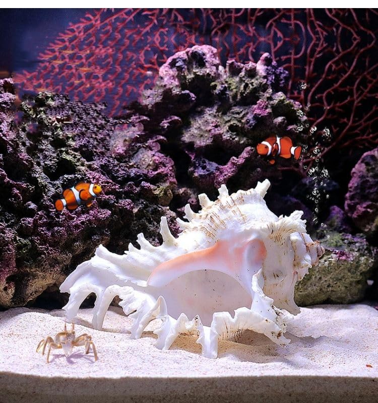 Concha natural YZHZOM grande para acuario, ideal como refugio decorativo para peces.