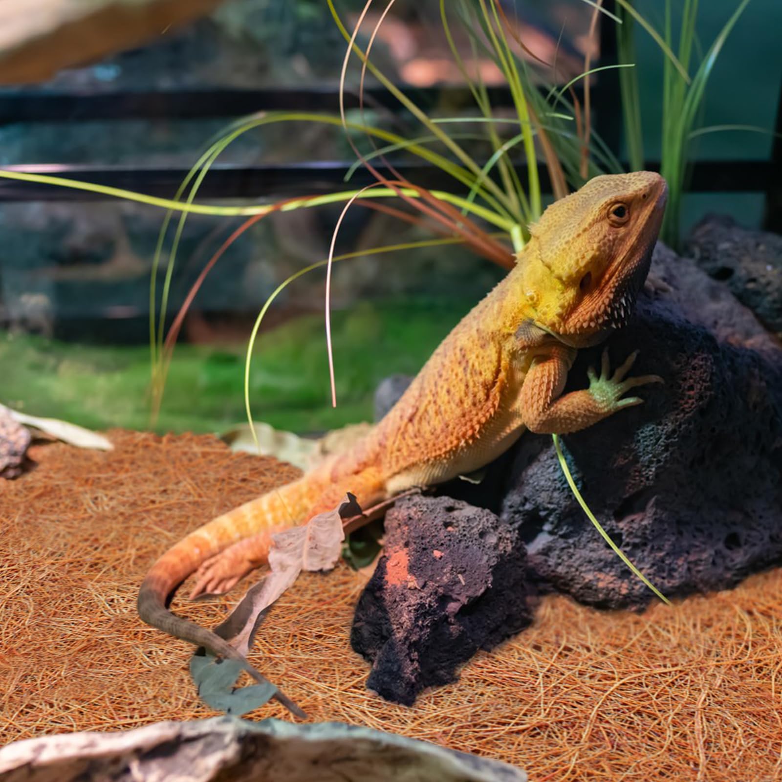 ZeeDix alfombra coco para dragón barbudo, opción estable