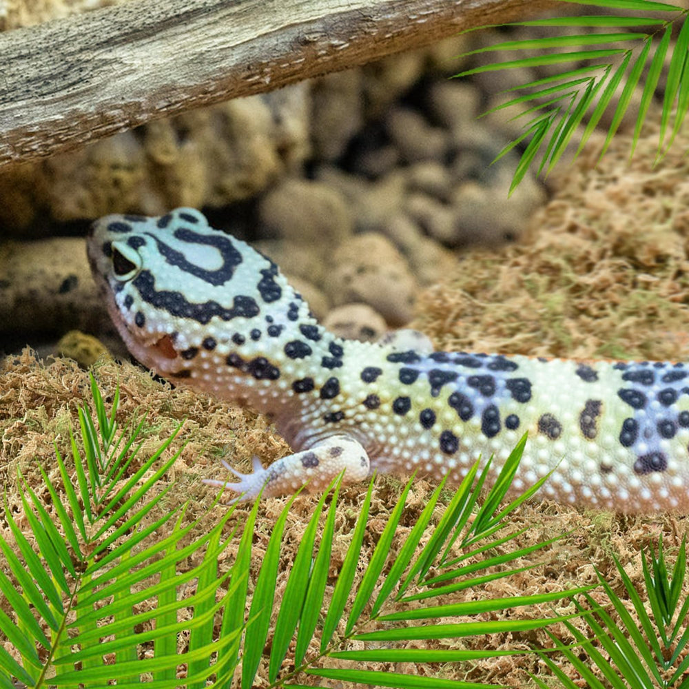 ZeeDix musgo sirve para reptiles y anfibios.