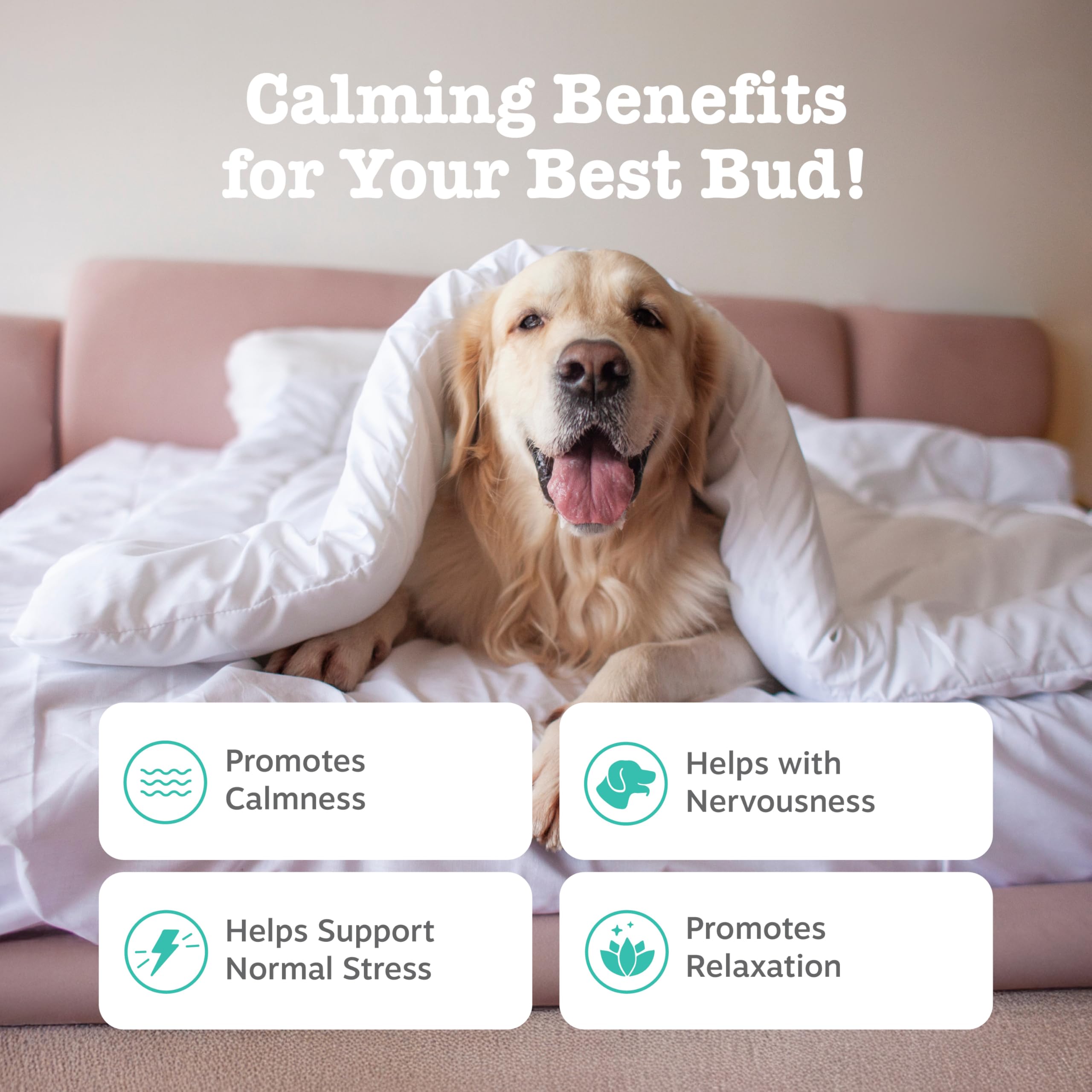 Bocaditos calmantes de Zesty Paws en la mano, fáciles de ofrecer durante el entrenamiento.