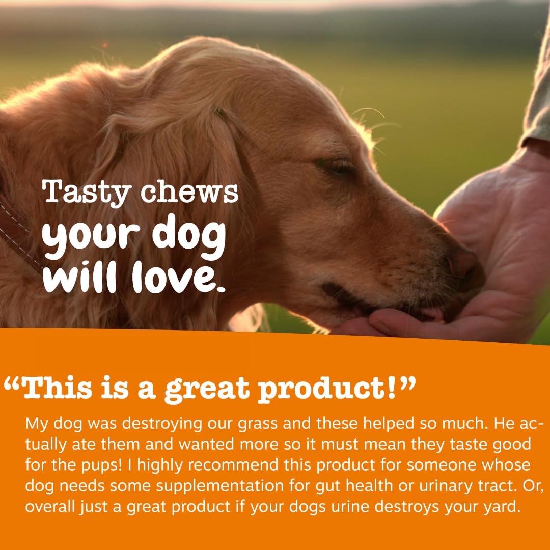 Zesty Paws Stay Green Bites: mezcla probiótica para apoyo digestivo.