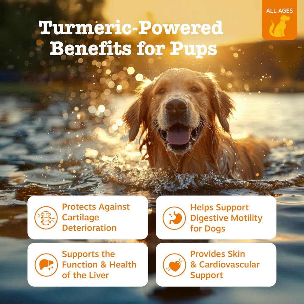 Zesty Paws Turmeric Curcumin: gomitas para articulaciones y digestión