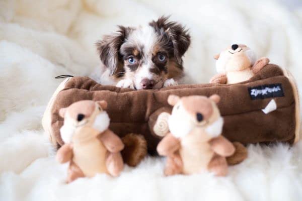 ZippyPaws Burrow Miniz, sonidos divertidos para entretenimiento