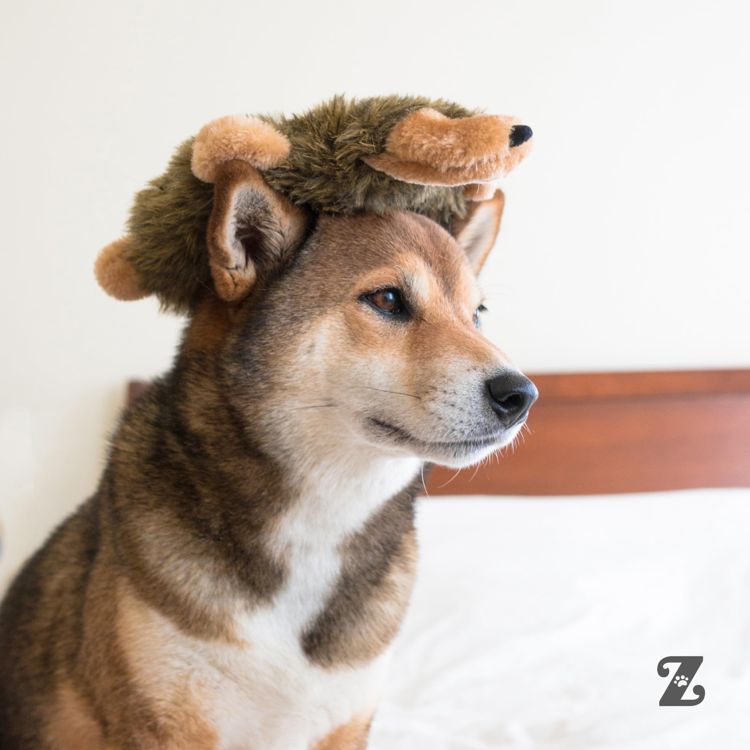 ZippyPaws Loopy erizo perfecto para tiras y atrapar durante la juego.