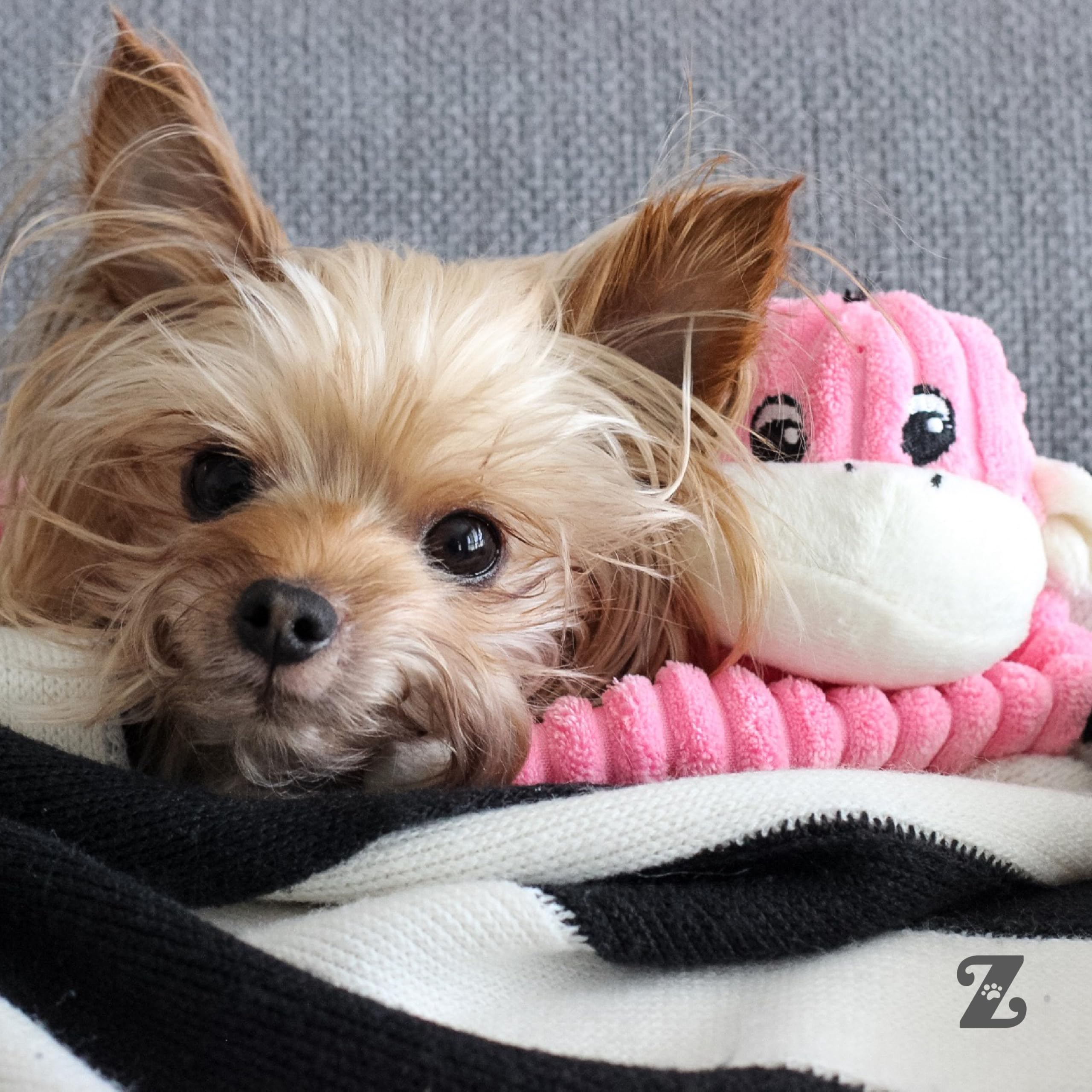 ZippyPaws Crinkle Monkey, compañero diario de juego para perros pequeños y medianos