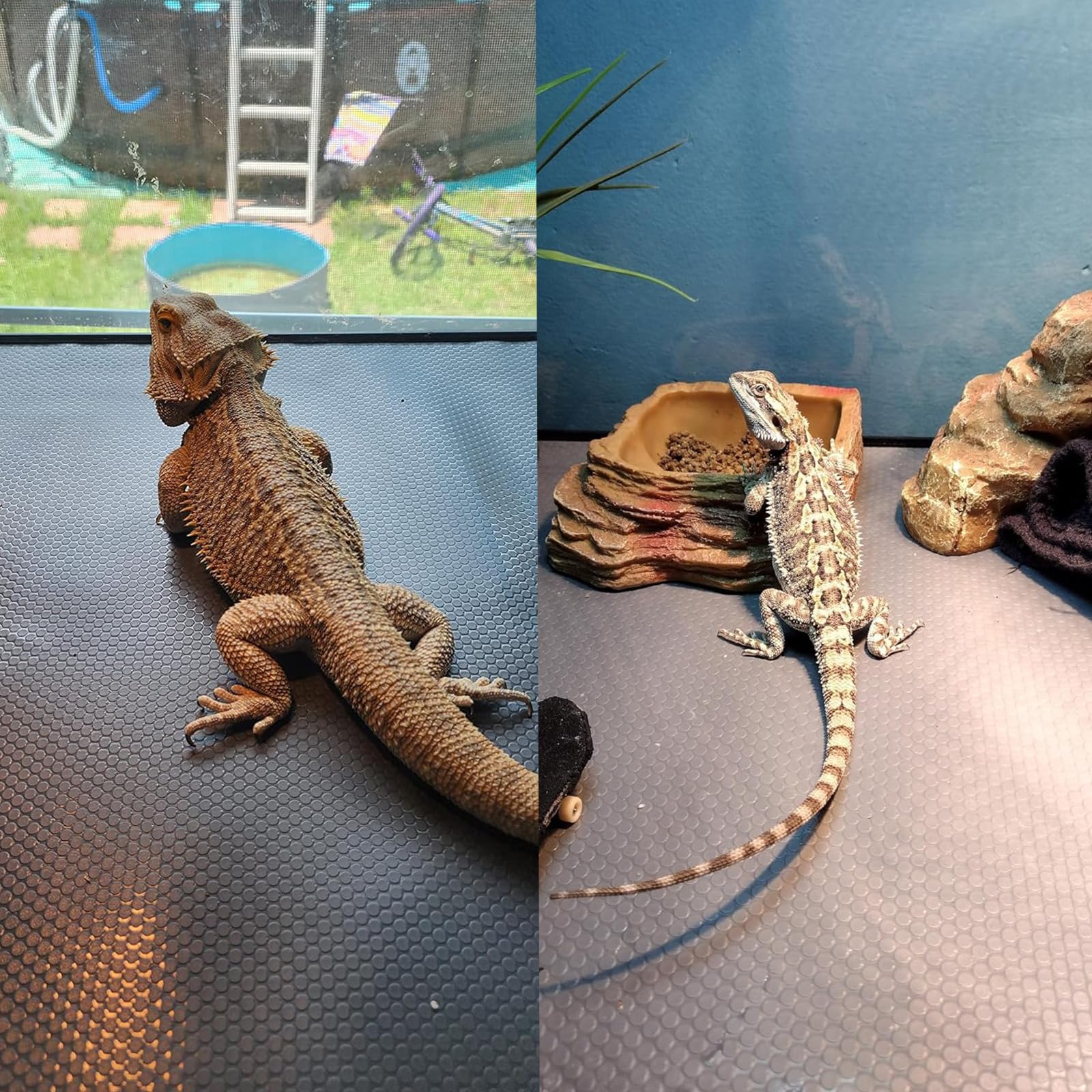 ZUNZINGY dragón barbudo y gecko Leopardo sobre alfombra versátil