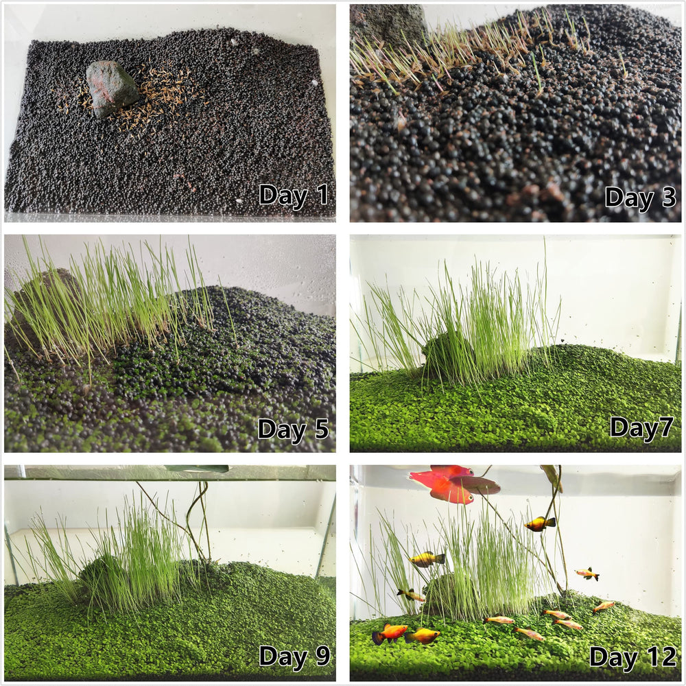ZUQOVI: contenido en caja y guía de plantación para empezar.